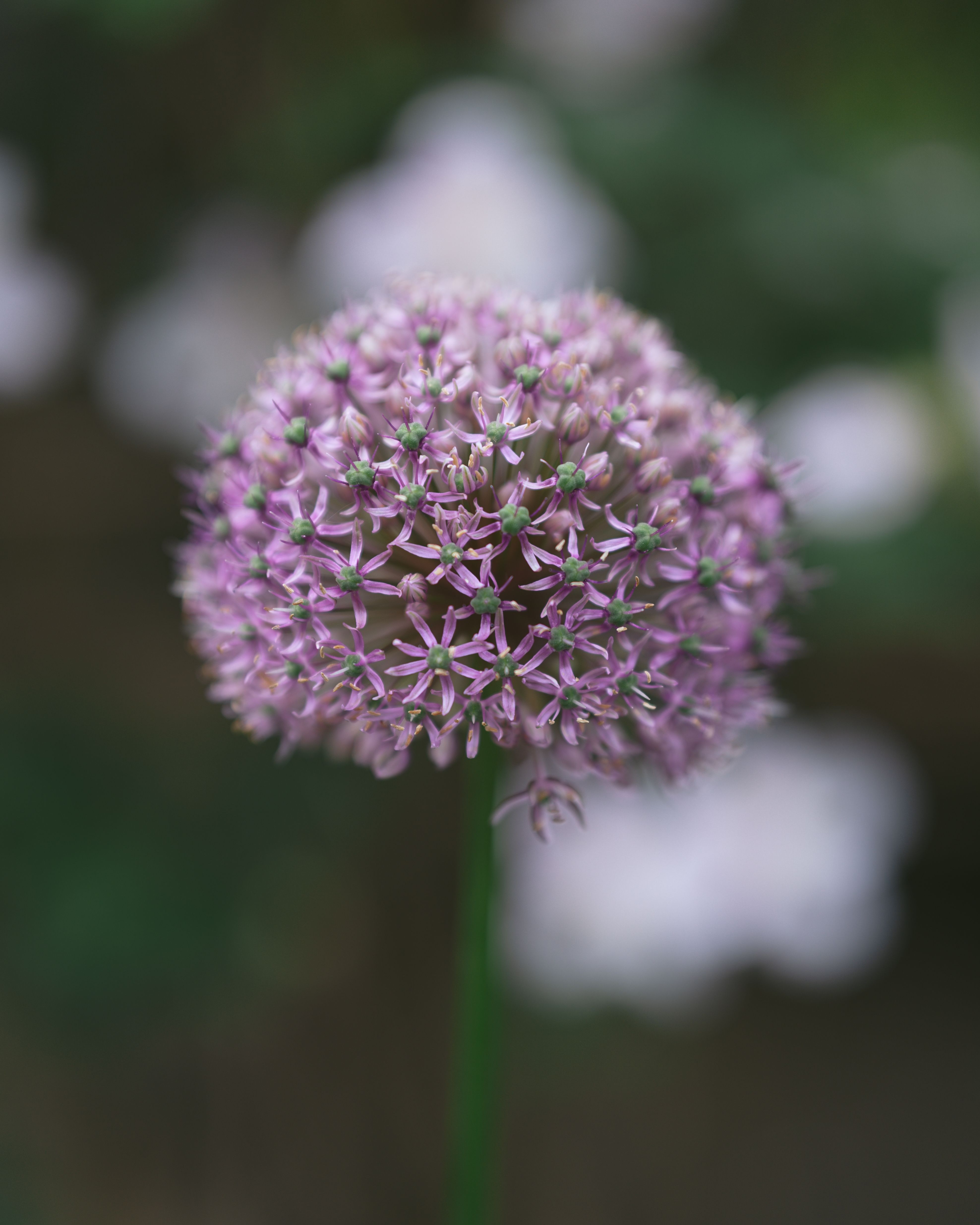Close-up of a vibrant Allium flower blooming in a summer garden, showcasing its natural beauty.