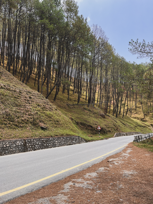 Free A winding road through a pine forest in Nepal, showcasing serene natural beauty. Stock Photo