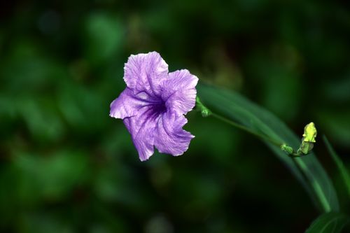 Free Close-up of a Ruellia flower with vibrant purple petals against a lush green background. Stock Photo