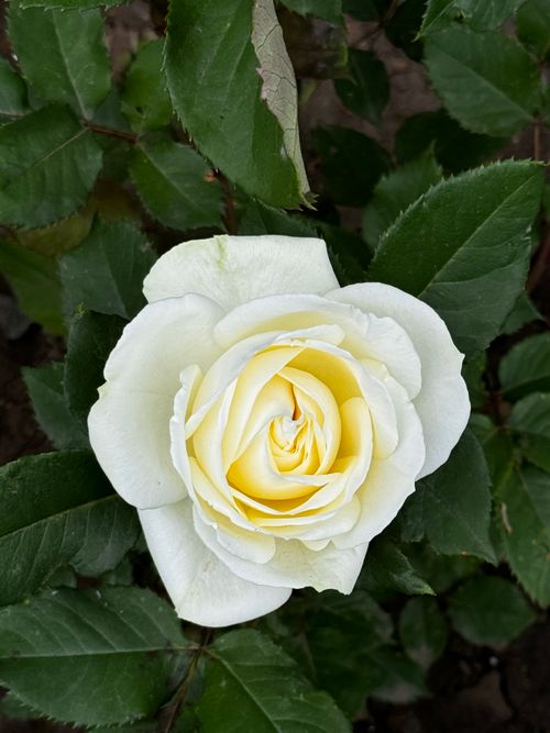 Free A close-up of a blooming white rose, showcasing delicate petals surrounded by vibrant green leaves. Stock Photo