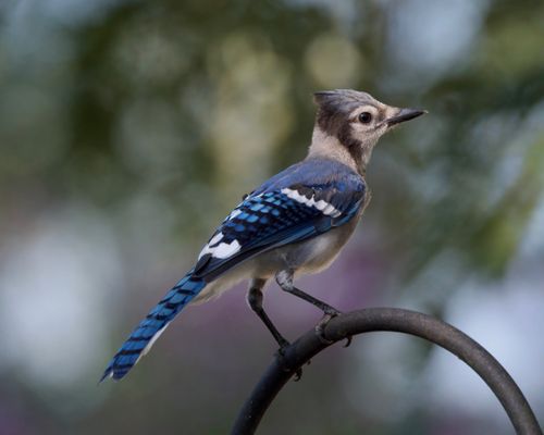 Free Elegant blue jay bird on a metal arch with blurred natural background. Stock Photo
