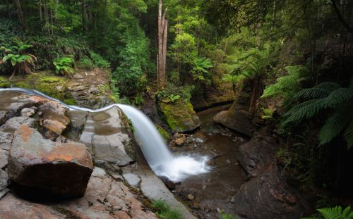 Free Breathtaking waterfall surrounded by lush greenery in Liffey, Tasmania, Australia. Stock Photo
