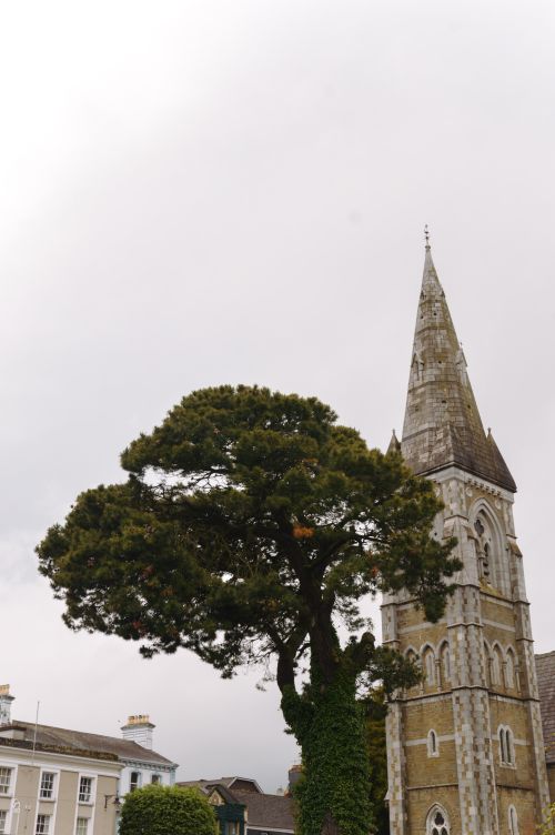 Free A tranquil scene of a church steeple and a large pine tree in Killarney, Ireland. Stock Photo