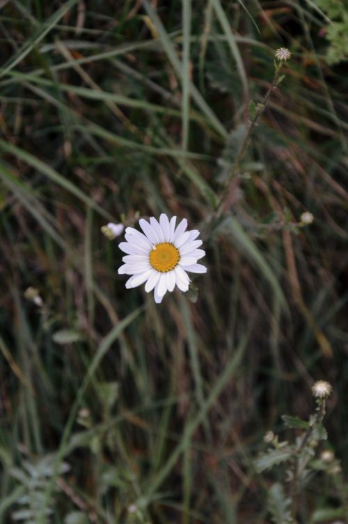 Free A single wild daisy amid lush Kilgarvan grass, captured in natural Irish scenery. Stock Photo
