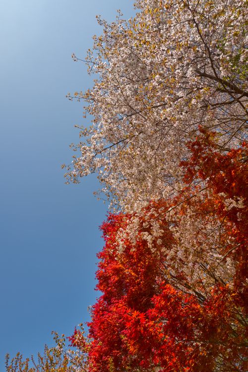 Free Vibrant autumn and spring foliage trees under a clear blue sky. Stock Photo