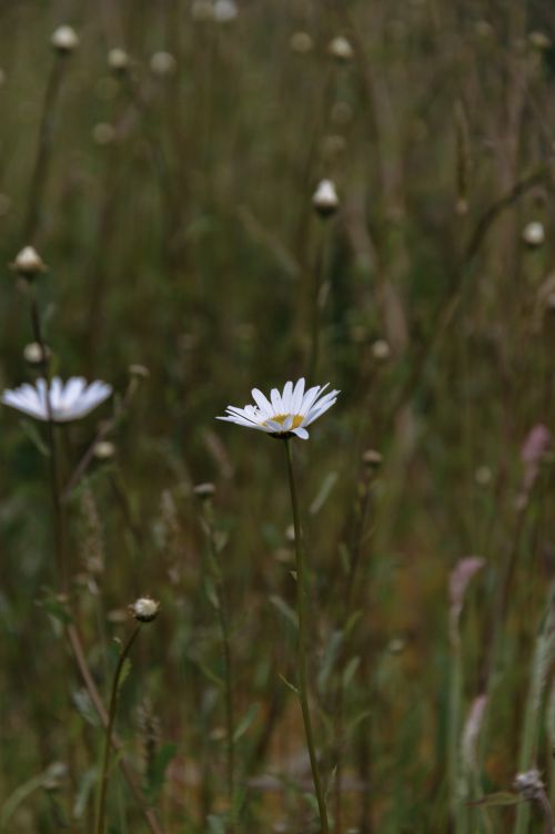 Free A serene wild daisy stands tall in a blurred, lush Irish meadow capturing the essence of nature. Stock Photo