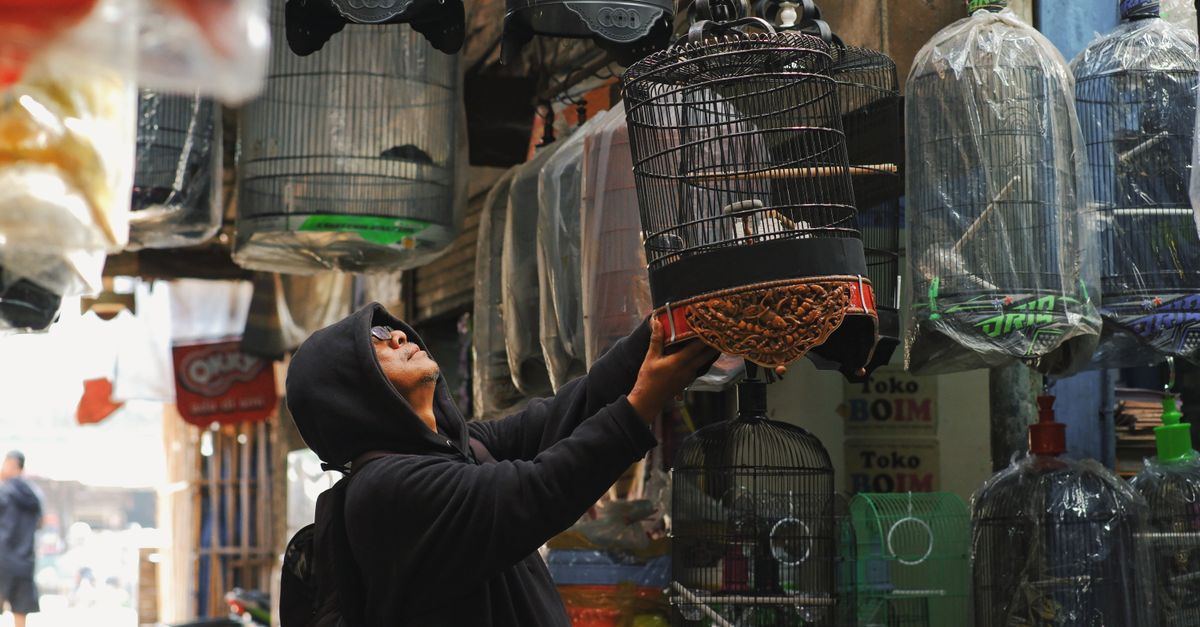 Foto de Pet Shop CuiabaNo
