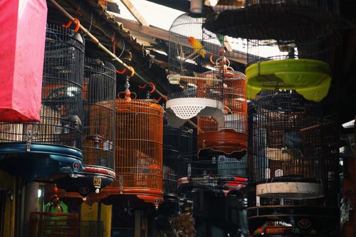 Free Vibrant display of bird cages hanging at a market in Bandung, Jawa Barat, Indonesia. Stock Photo