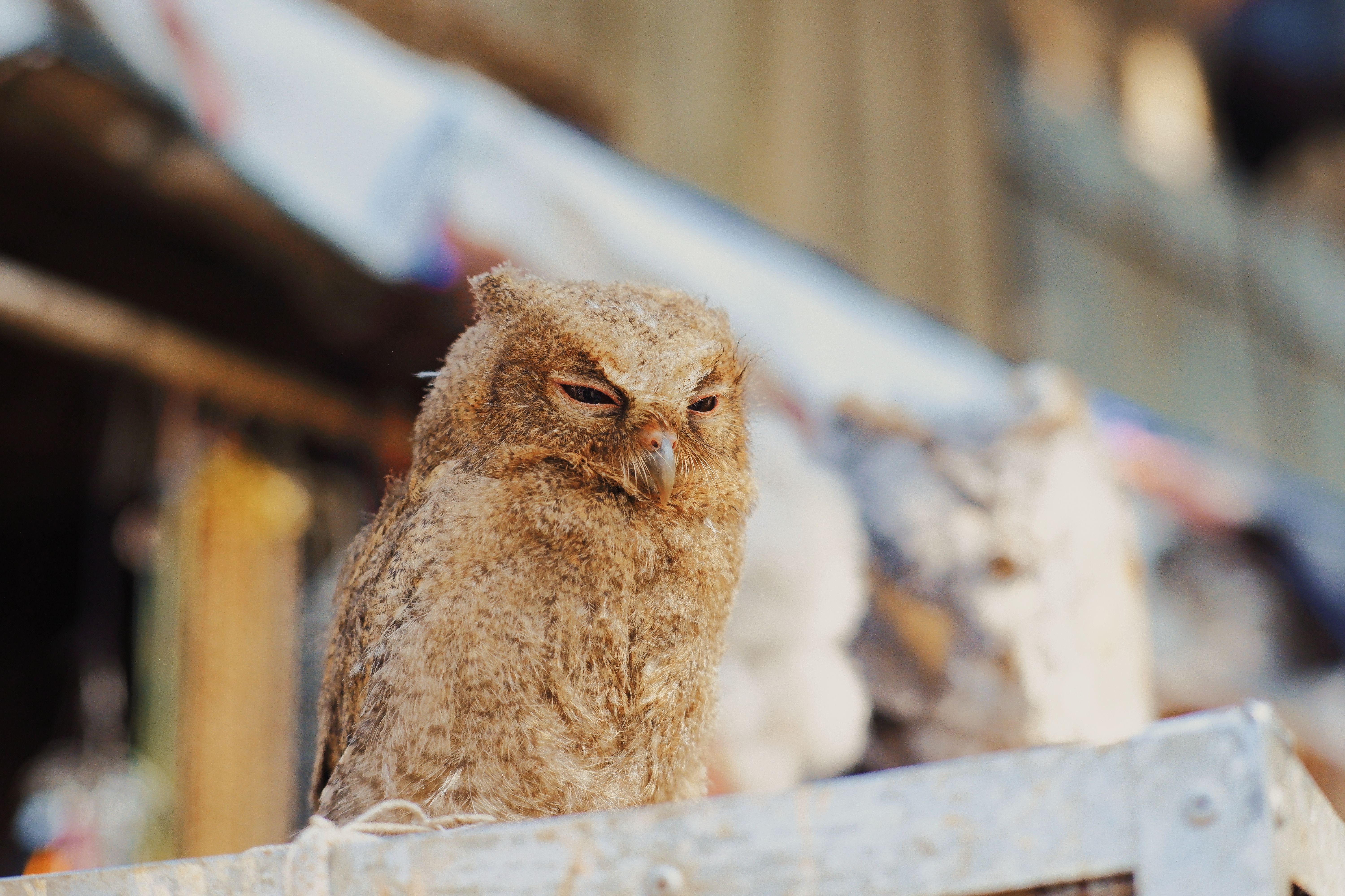 Foto close-up seekor burung hantu cokelat yang sedang beristirahat di pasar di Bandung, Indonesia.