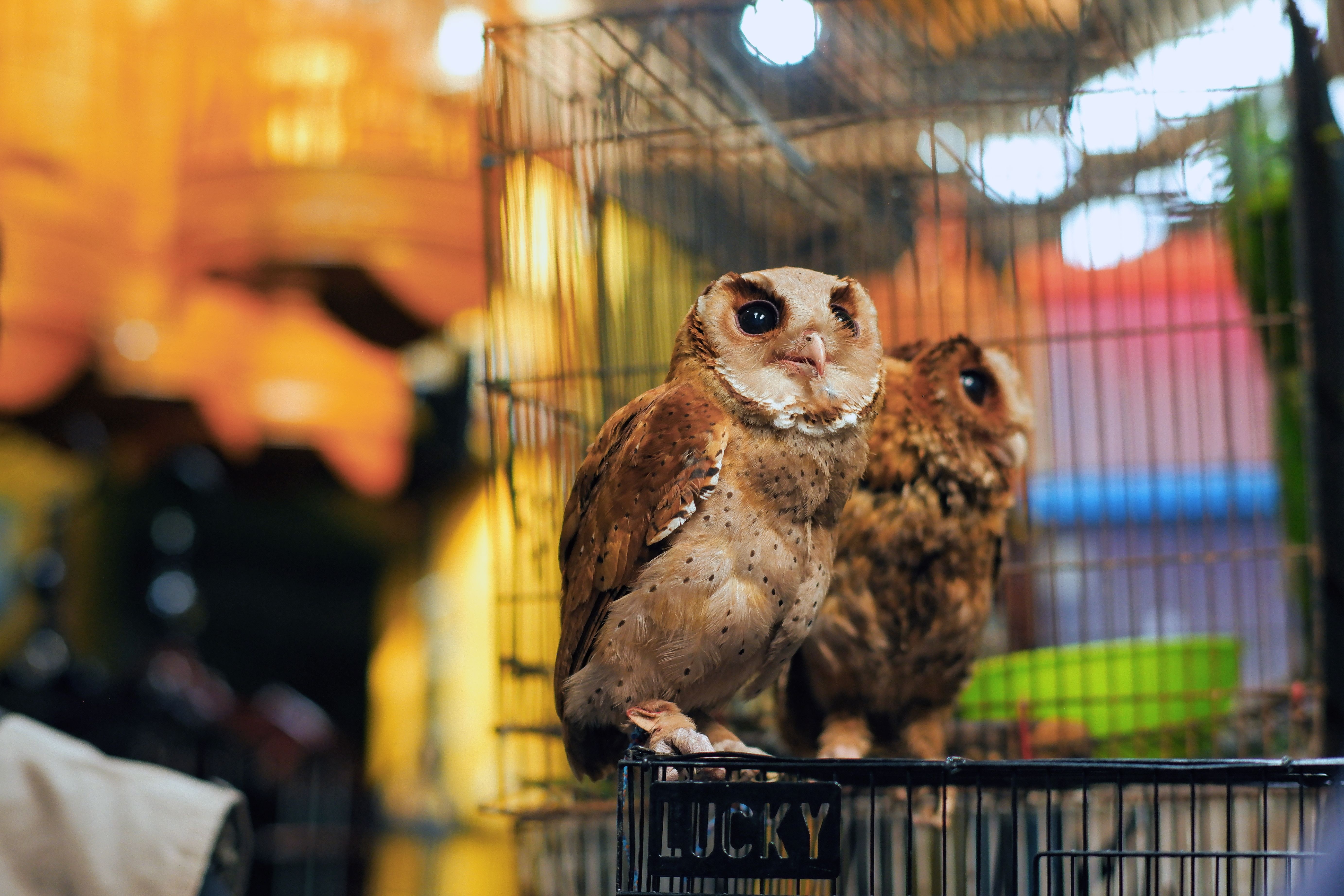 Dua burung hantu bertengger di dalam sangkar di pasar malam yang ramai di Jawa Barat, Indonesia.