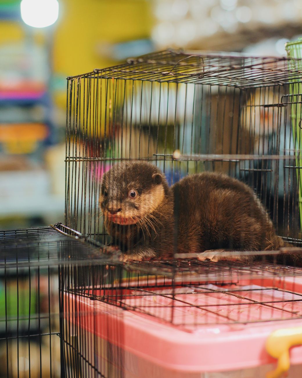 Een jonge otter in een dierenkooi op een Indonesische markt, waarschijnlijk in Bandung.
