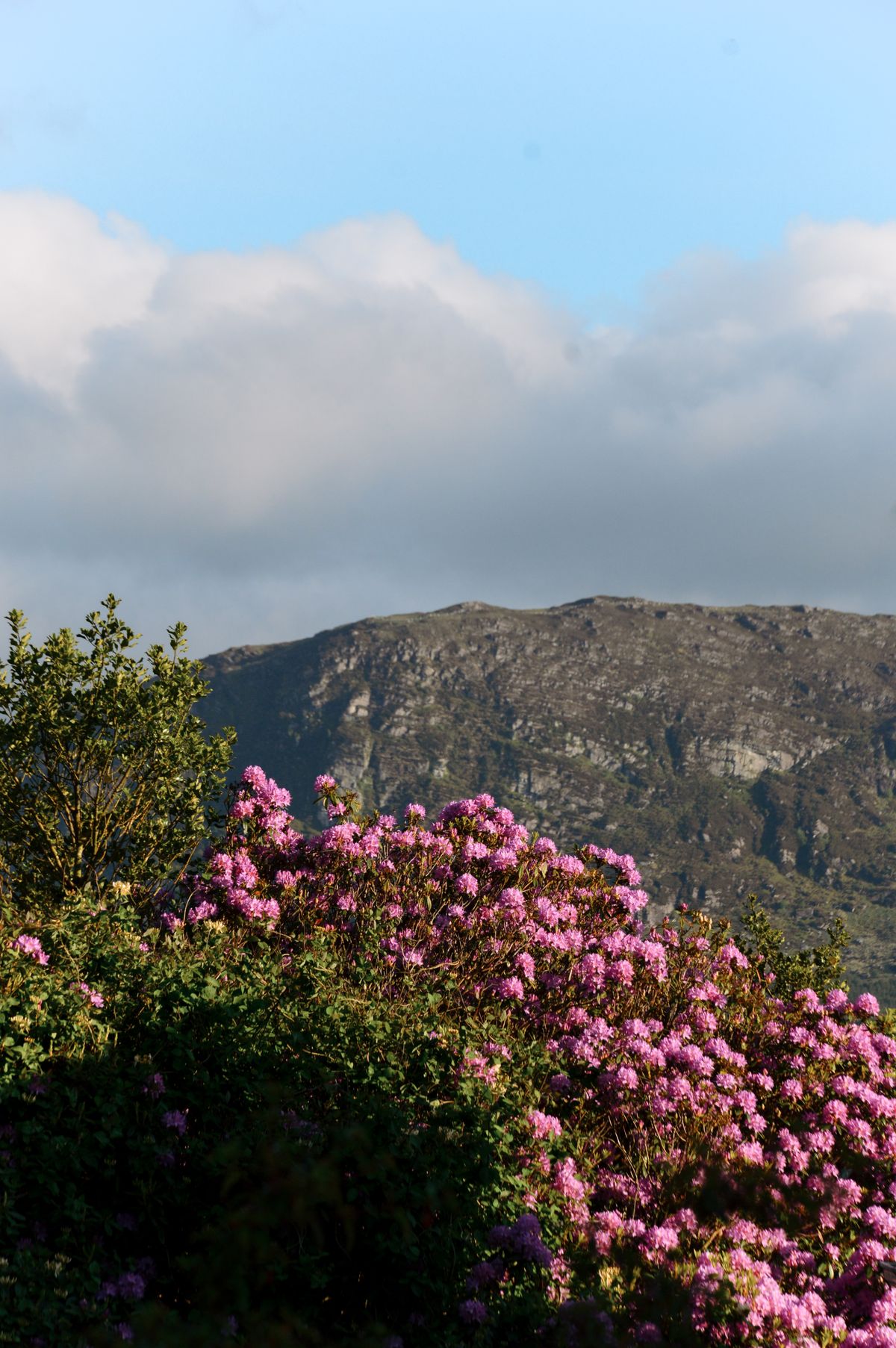 Printemps au Kerry, Irlande