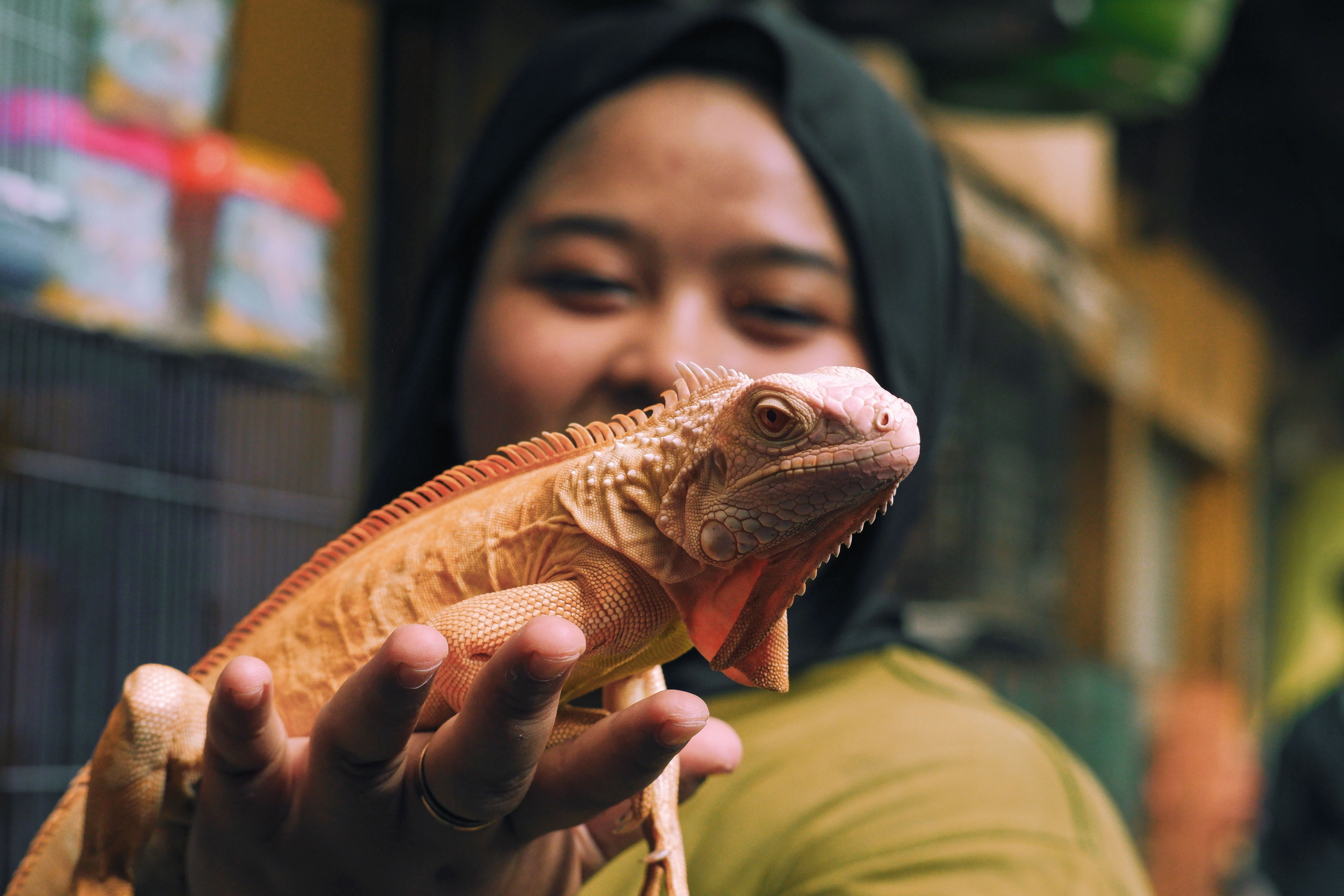 How To Take Great Care Of Your Pet Iguana