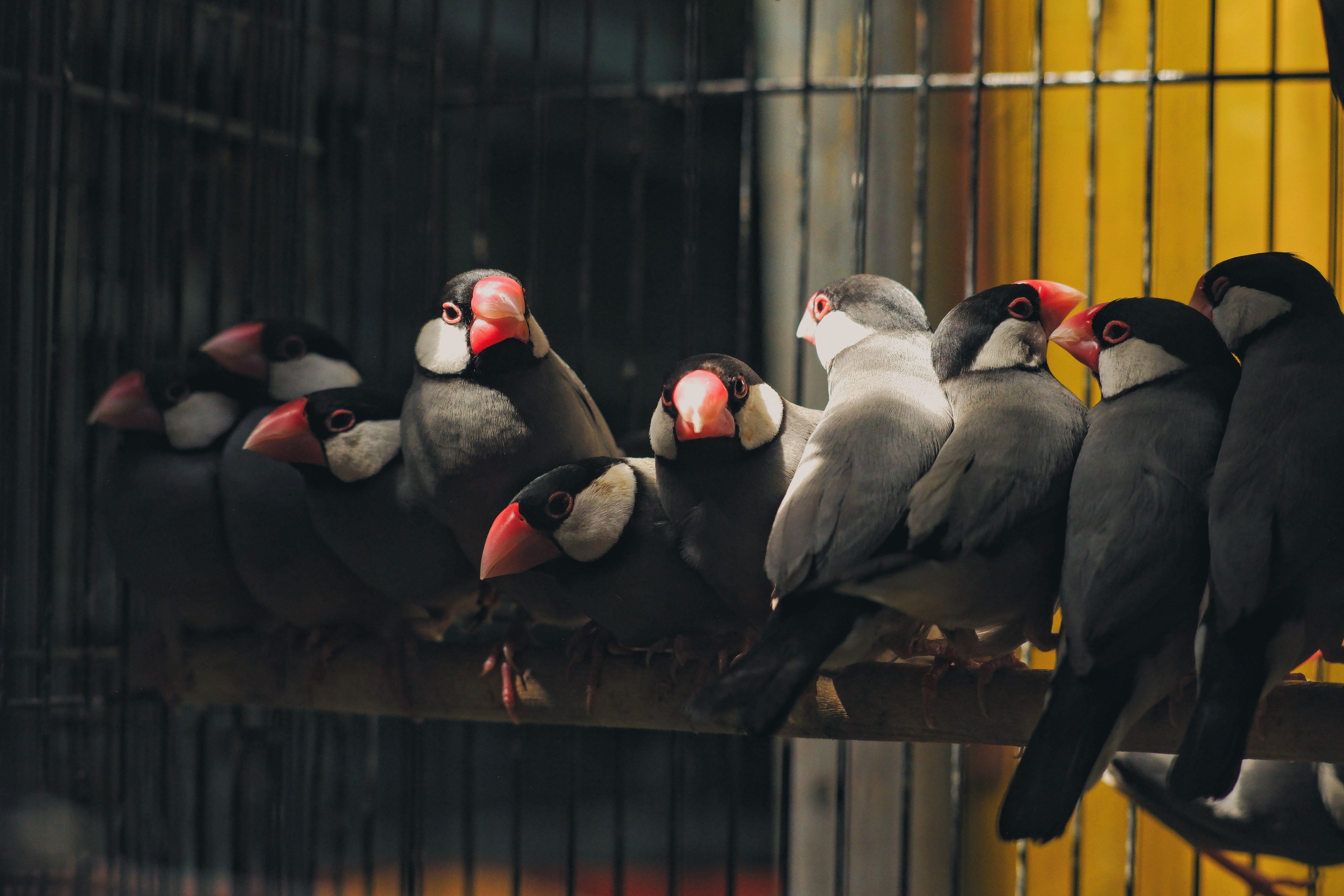 A group of Java Sparrows perched inside a cage · Free Stock Photo