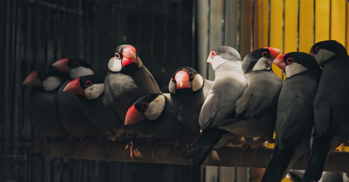A group of Java Sparrows perched inside a cage · Free Stock Photo