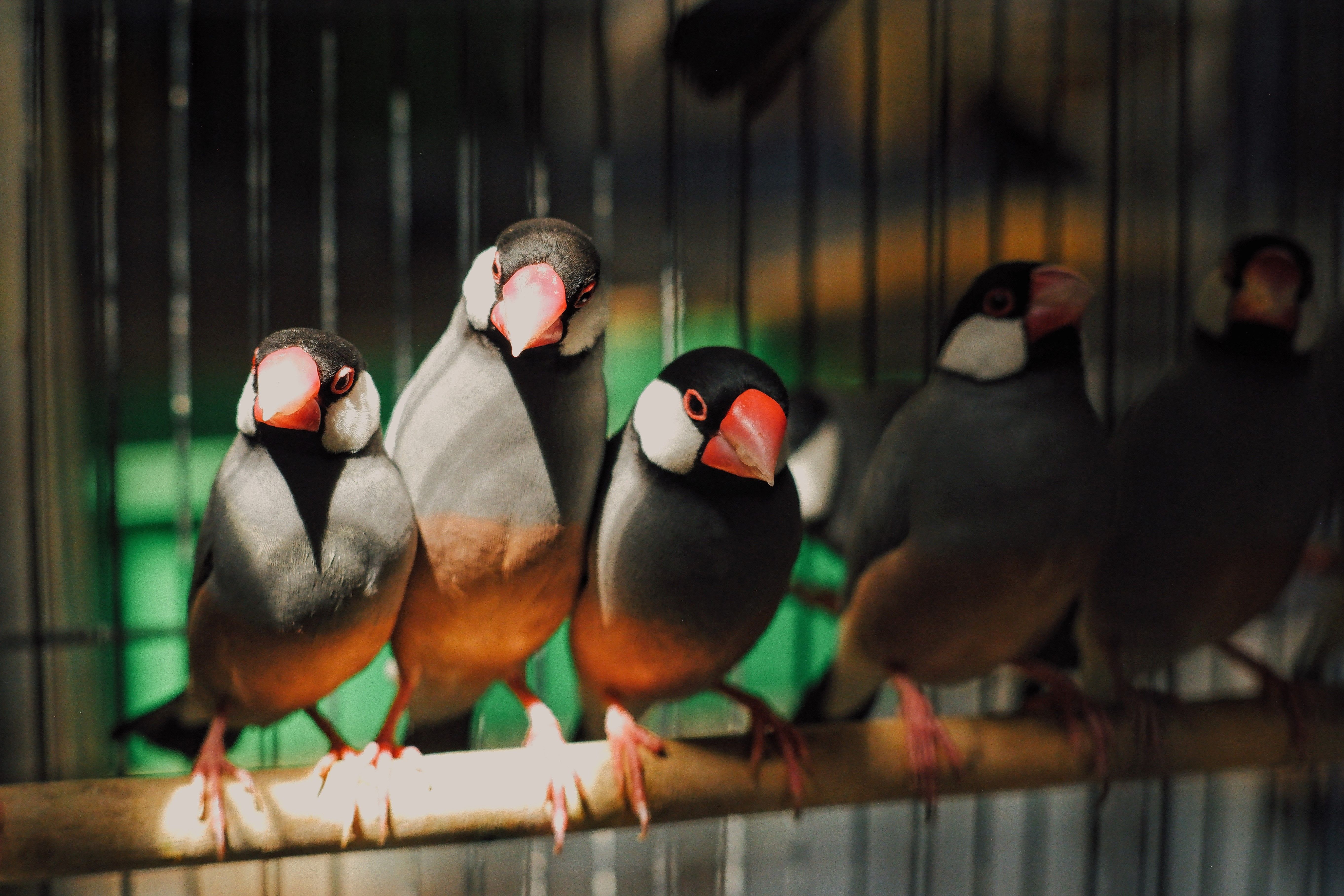 334 Burung Ilegal dari Payakumbuh Digagalkan Balai Karantina Banten