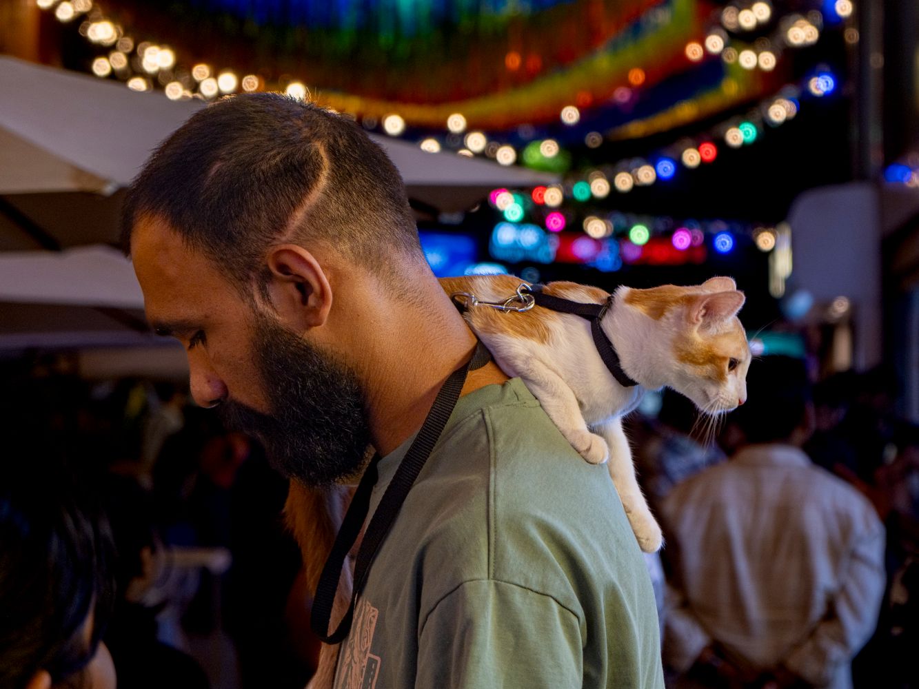 Catshing Man Cat Man Photos, Download The BEST Free Cat Man Stock Photos & HD Images