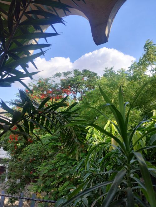 Free stock photo of plants, trees background Stock Photo
