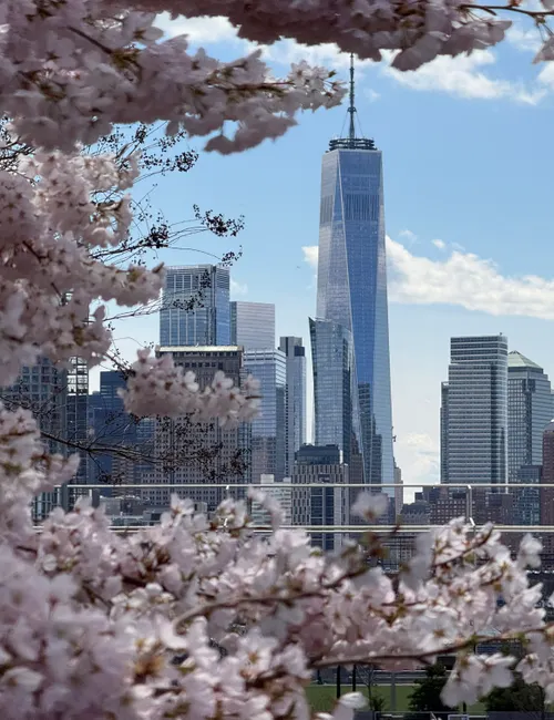 Chasing Petals: The Ultimate Guide to the Best US Cherry Blossom Destinations