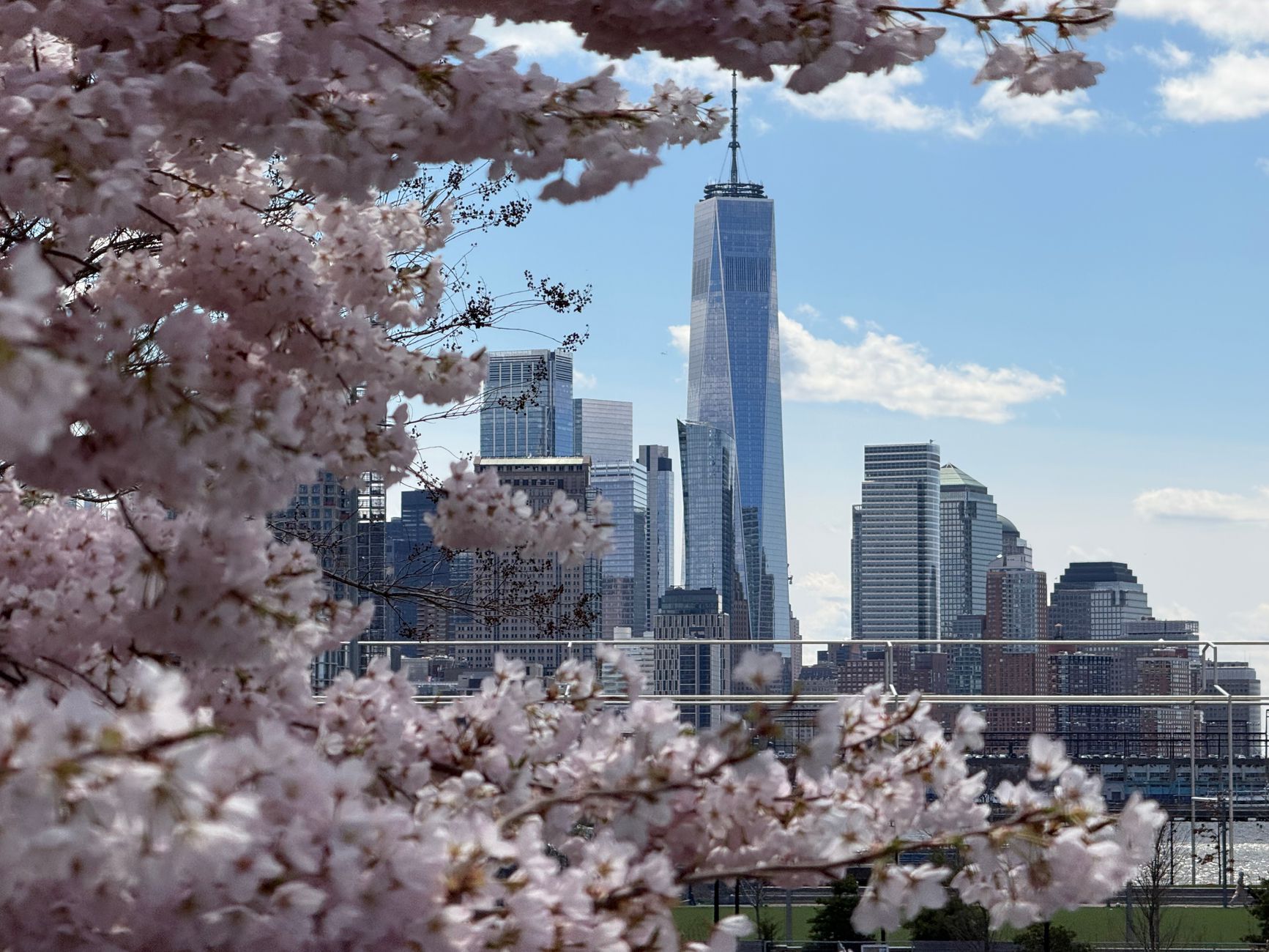 Chasing Petals: The Ultimate Guide to the Best US Cherry Blossom Destinations