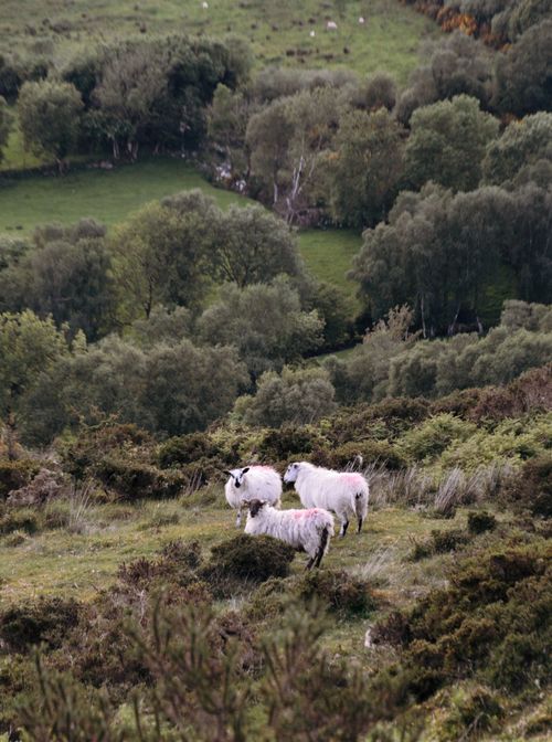 Free Peaceful scene of sheep grazing on a hillside in Kilgarvan, Ireland, surrounded by lush greenery. Stock Photo