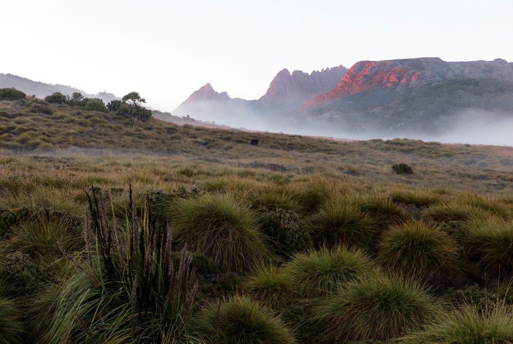Picos de Cradle Mountain iluminados por la luz dorada del amanecer entre niebla baja