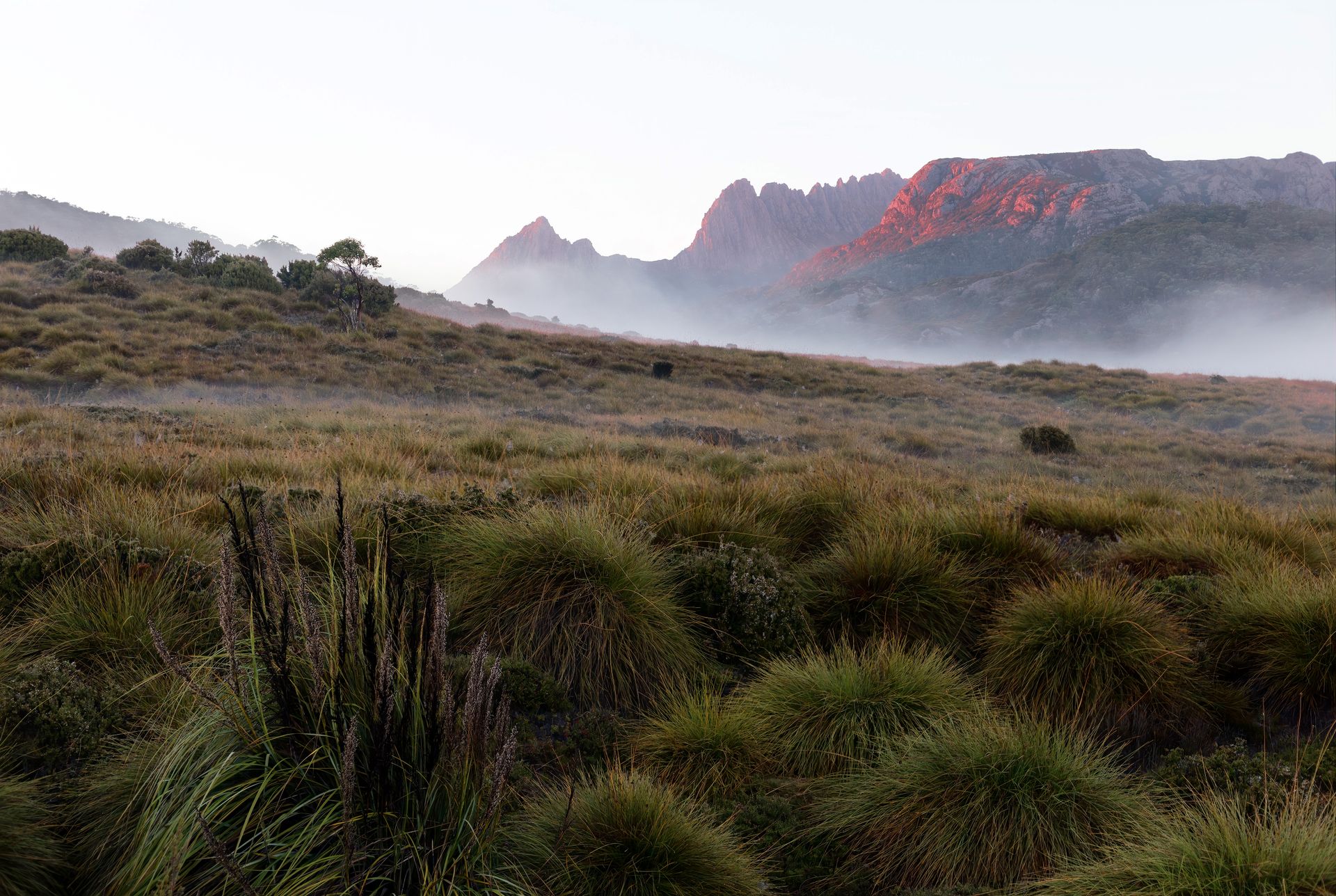 Picos de Cradle Mountain iluminados por la luz dorada del amanecer entre niebla baja y pradera salvaje