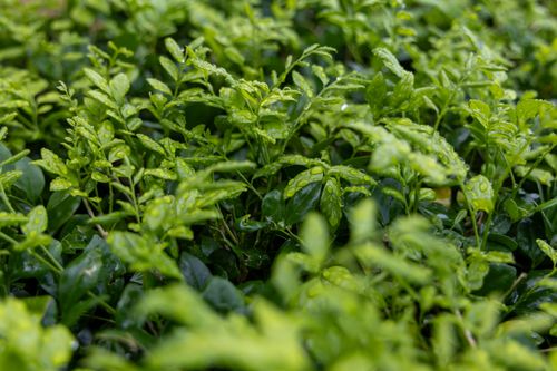 Free Fresh green leaves with morning dew in Mochudi, Botswana conveying a sense of natural freshness. Stock Photo