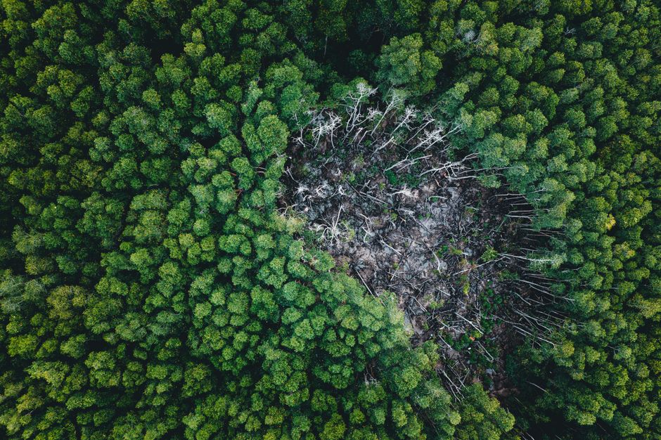 Capital's Gold Rush Devours Amazon, State Legitimizes Extraction