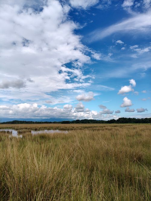 Free Expansive grassland landscape with a vibrant blue sky and fluffy clouds in Silchar, India. Stock Photo