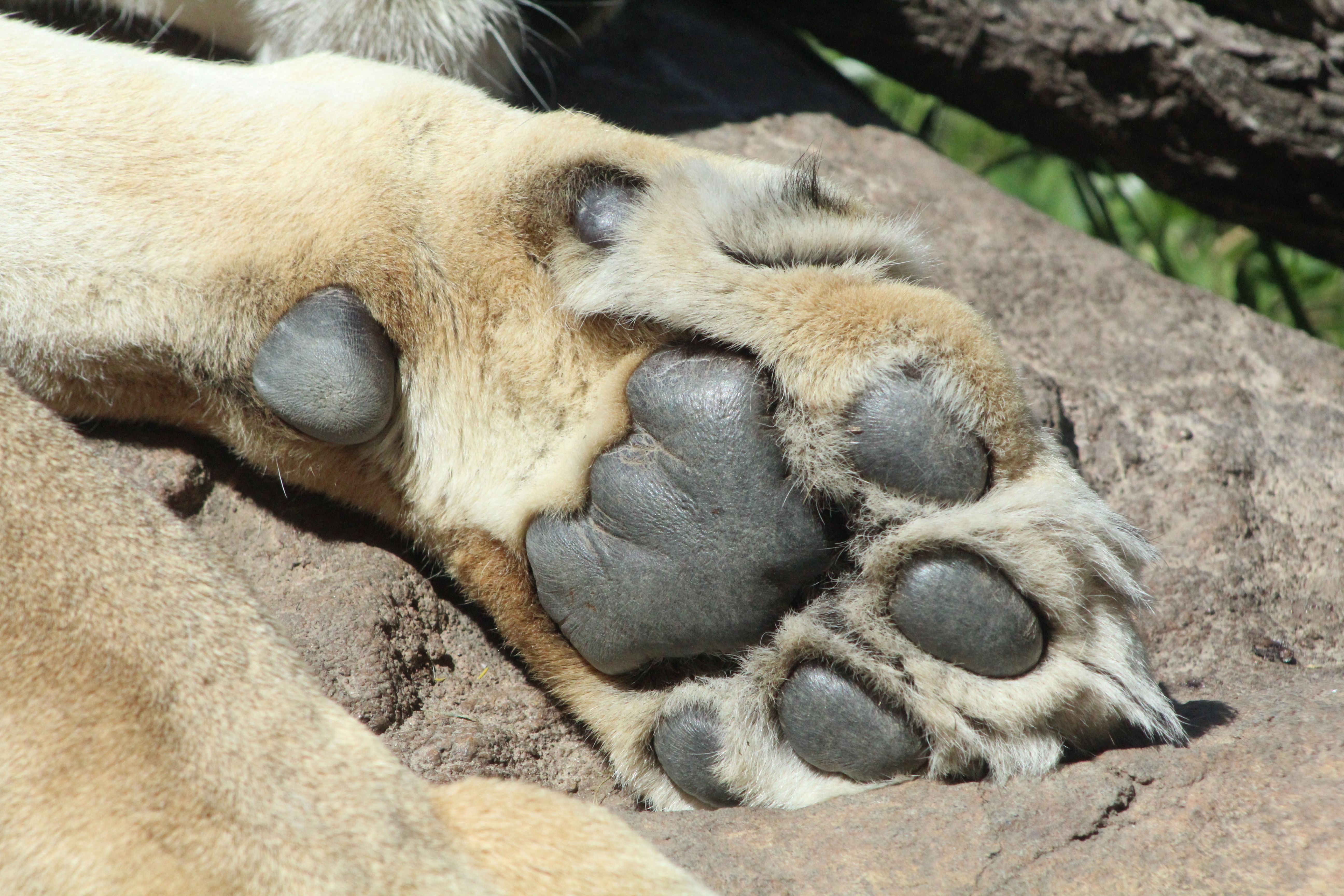 Detailed image of a lion's paw resting on a rock, showcasing its texture.