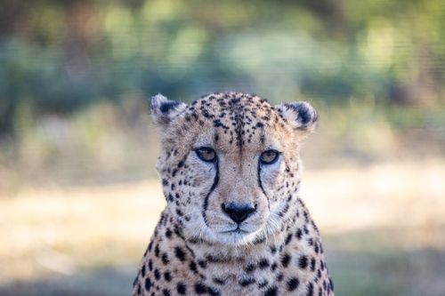 Free An up-close view of a cheetah showcasing its facial features in a natural, blurred background. Stock Photo