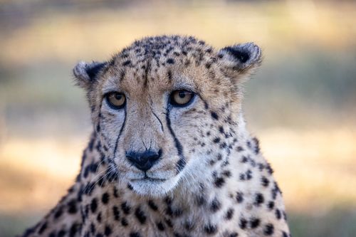 Free Detailed close-up portrait of a cheetah in natural habitat, showcasing its distinct spots and piercing gaze. Stock Photo