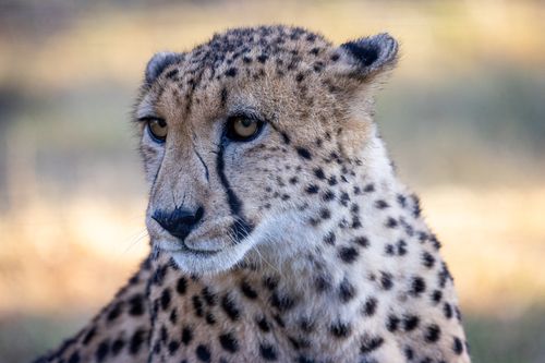Free A detailed close-up portrait of a cheetah in its natural habitat, showcasing its distinctive features. Stock Photo