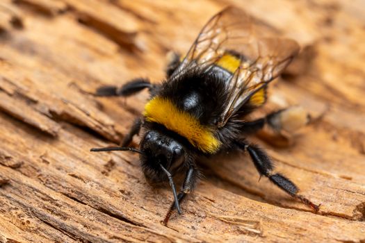 Detailed macro photography of a black and yellow bumblebee on dry wood with transparent wings.