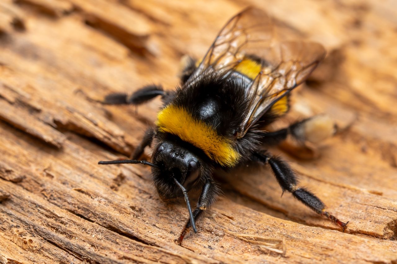 detailed macro photography of a black and yellow bumblebee on dry wood