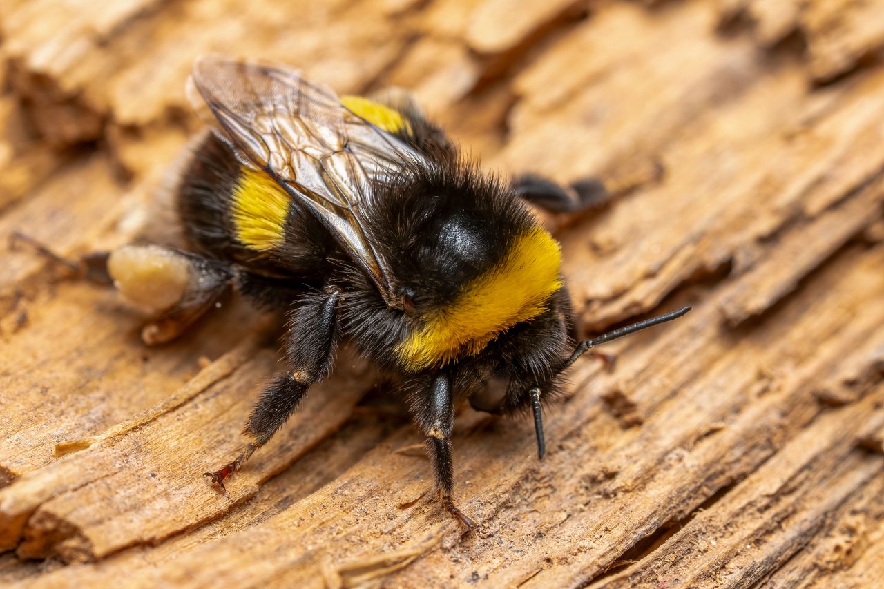 detailed macro photo of a bumblebee resting on wood in natural habitat
