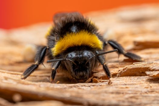 Macro shot of a bumblebee resting on a wooden surface in sunny Valencia.
