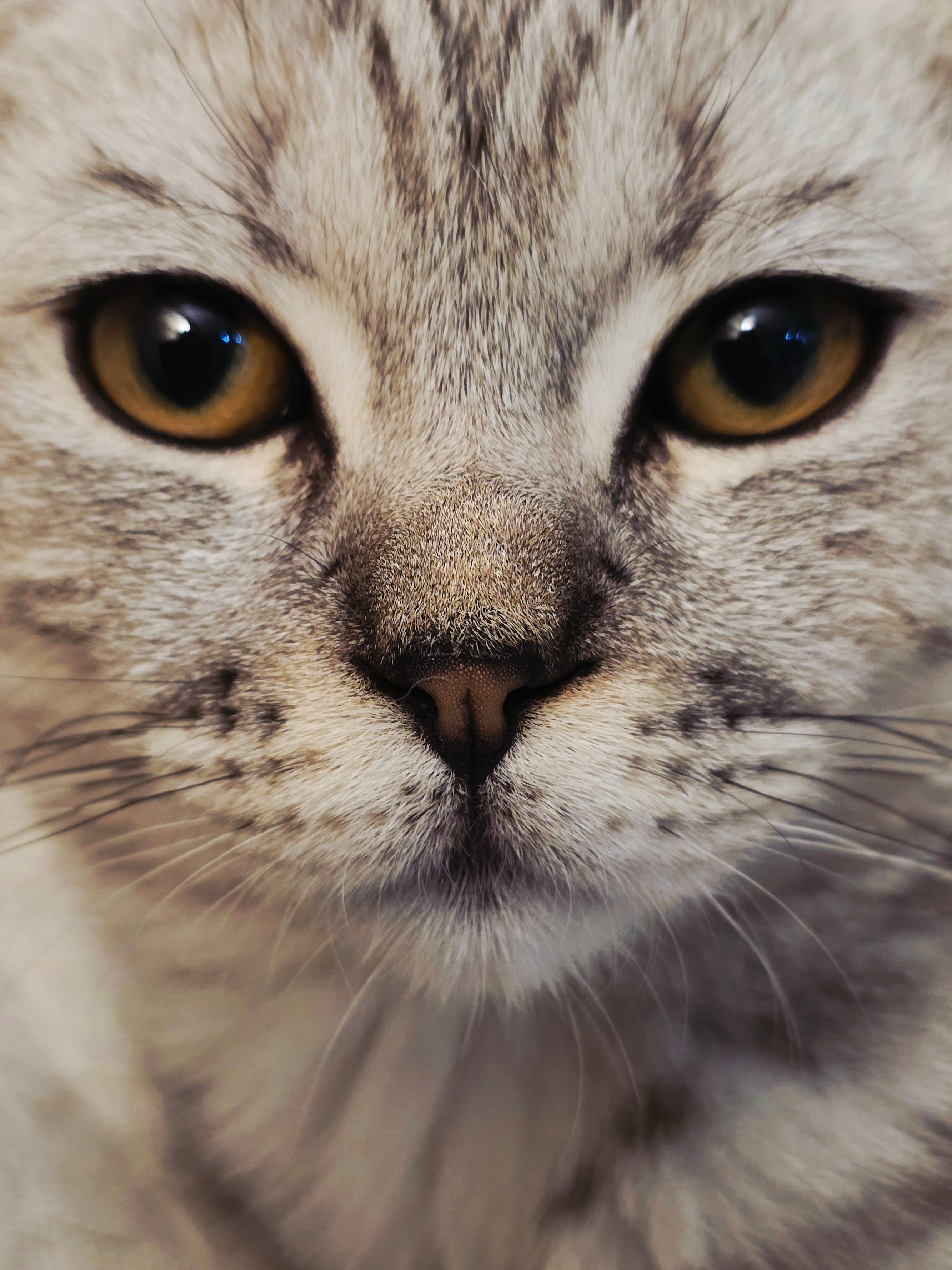 Detailed close-up of a gray tabby cat's face, highlighting its amber eyes and whiskers.