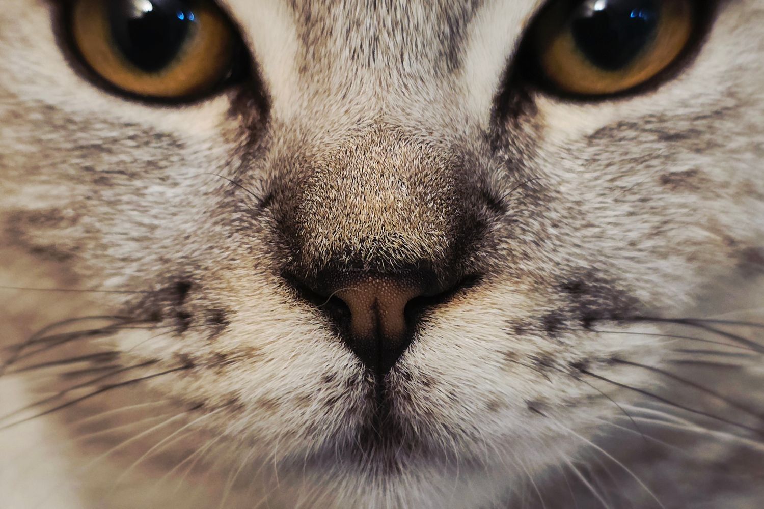 Cat Html Background Images Cat Background Photos, Download The BEST Free Cat Background Stock ...