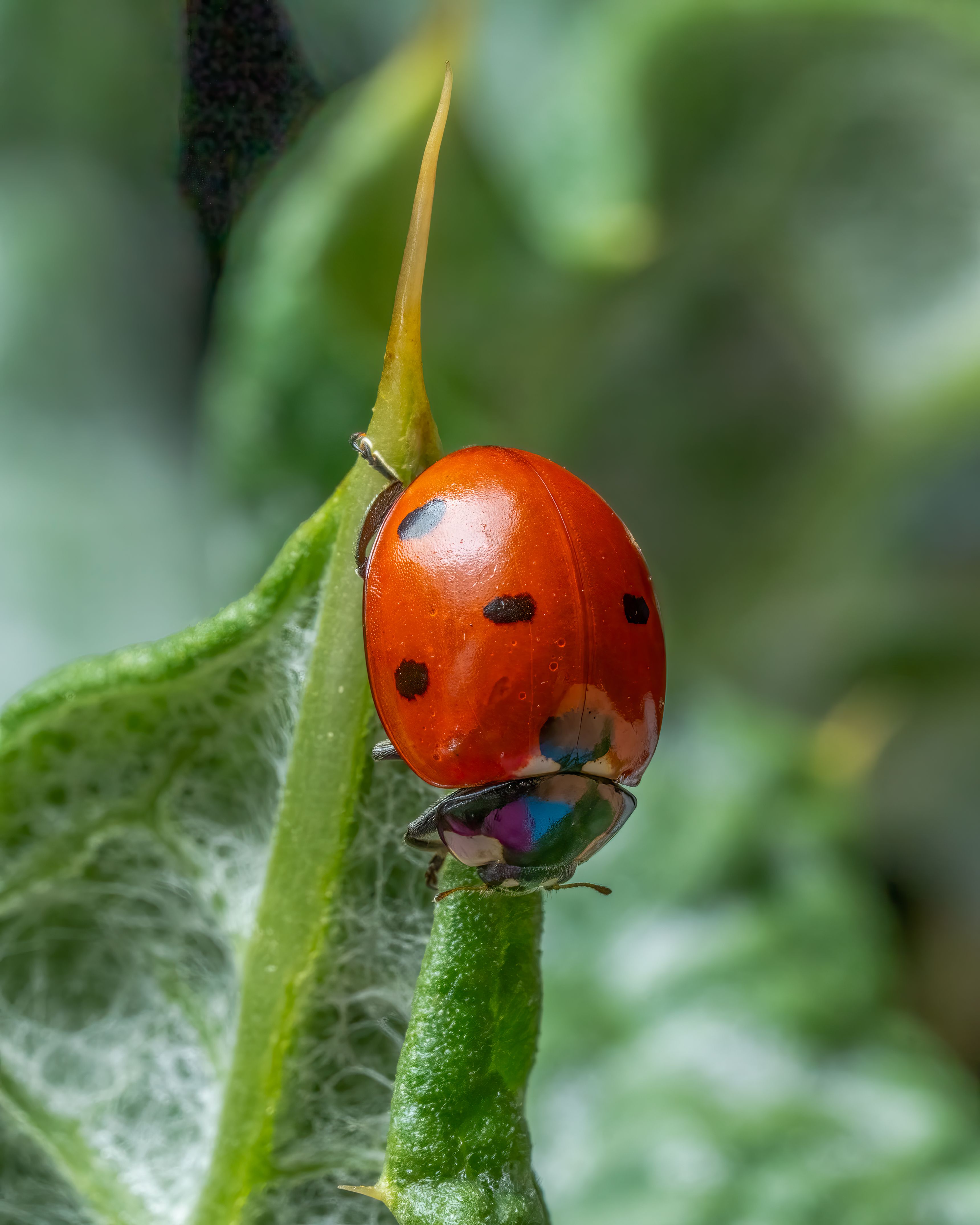 Prévenir les ravageurs du jardin en été : méthodes naturelles - illustration