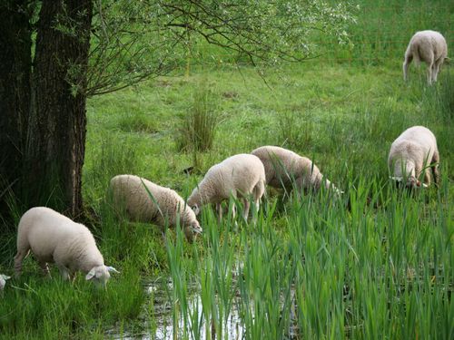 Free Sheep grazing by a pond in a lush, green rural setting, creating a serene pastoral scene. Stock Photo