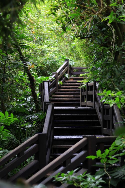 Free A serene wooden stairway ascending through a dense tropical forest, surrounded by vibrant greenery. Stock Photo