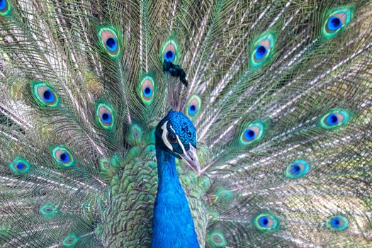 peacock photo
