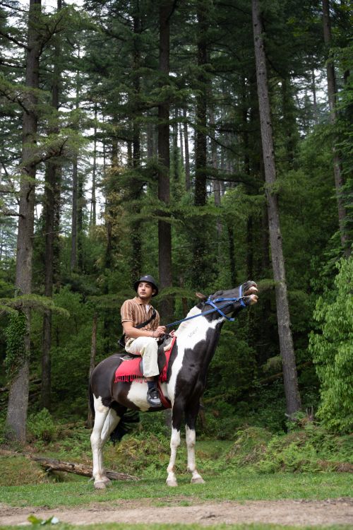 Free A person on horseback amidst a lush pine forest in Dalhousie, Himachal Pradesh. Stock Photo