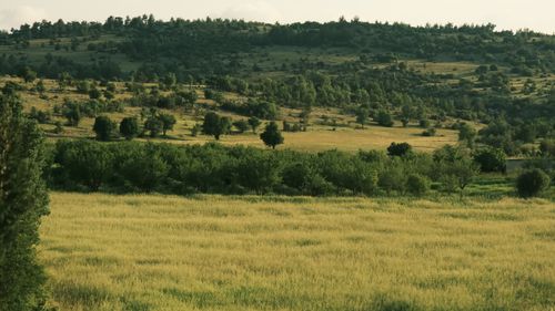 Free Lush greenery covers a serene hillside, creating a picturesque natural scene. Stock Photo