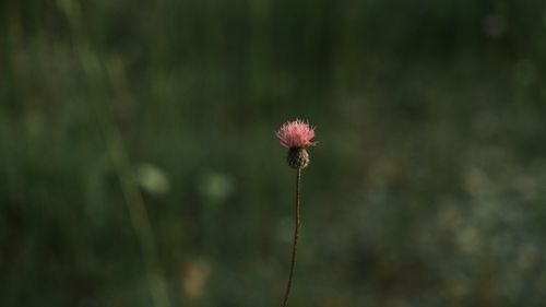 Free A lone pink flower stands in a meadow, epitomizing simplicity and solitude in nature. Stock Photo