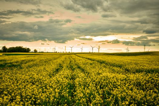 Stunning rapeseed field in Poland with wind turbines under a dramatic spring sunset sky.