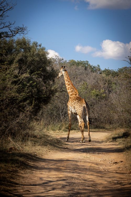 Free A majestic giraffe walking along a dirt path in the African savanna under a bright blue sky. Stock Photo