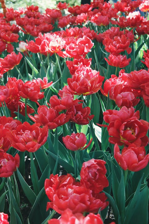 赤い花びらの花のフィールド